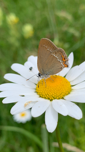 Sloe Hairstreak