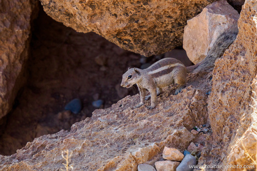 Barbary Ground Squirrel