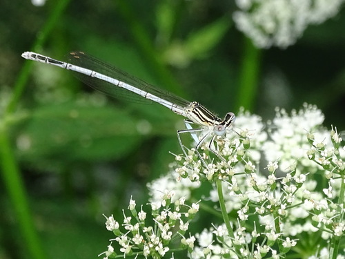 Blue Featherleg