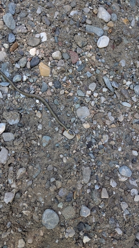 grass snake