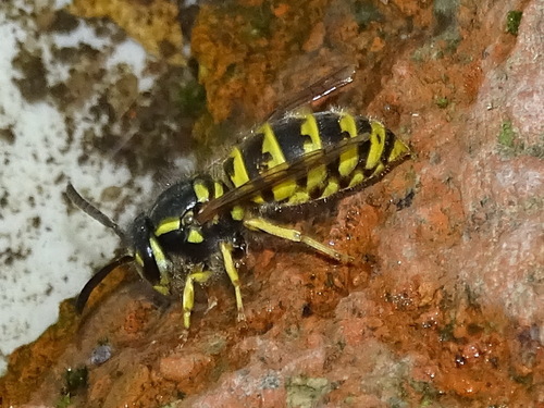 Common European Yellowjacket