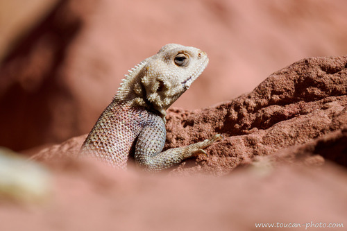 Bibron's Agama