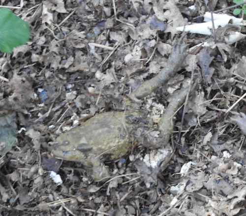 Spiny Toad