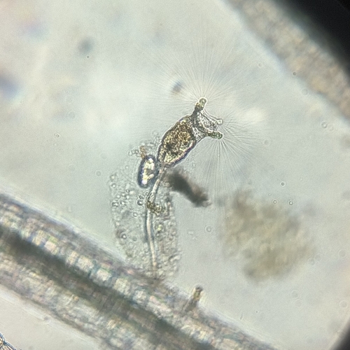 Collotheca ornata