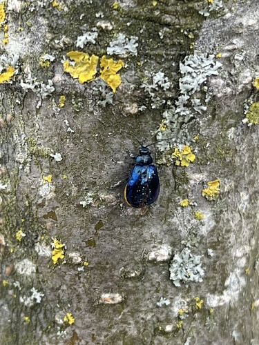 Alder Leaf Beetle