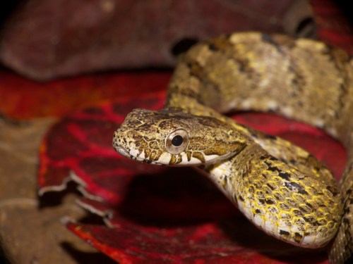 Puffing Snake