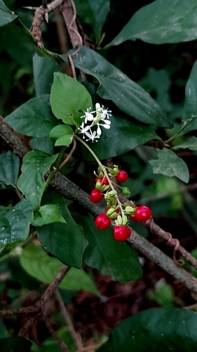 pigeonberry