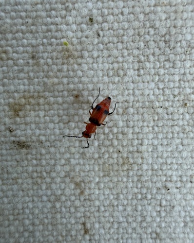 Attalus serraticornis