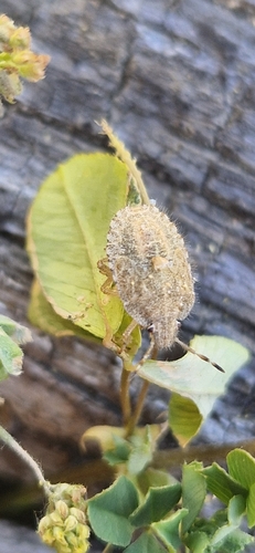 Sloe Bug