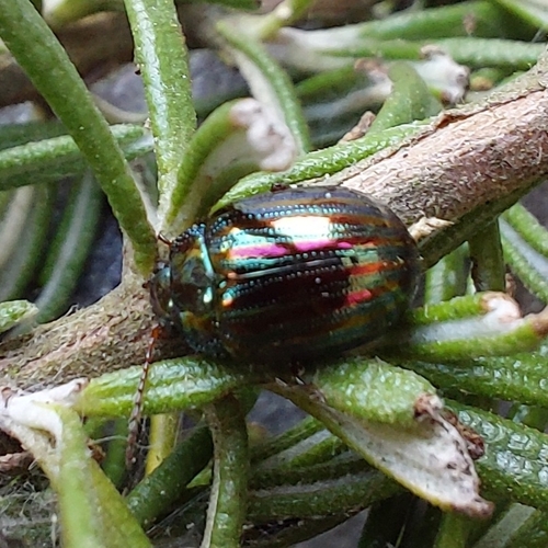 Rosemary Beetle