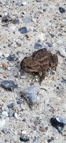 European Toad