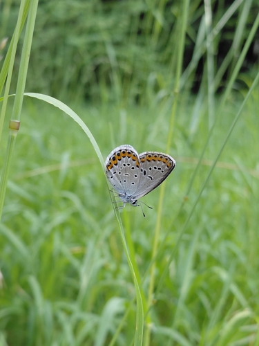 Reverdin's Blue