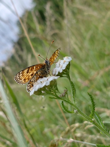 Knapweed Fritillary