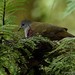 Bronze Ground Dove - Photo (c) Chien Lee, all rights reserved, uploaded by Chien Lee