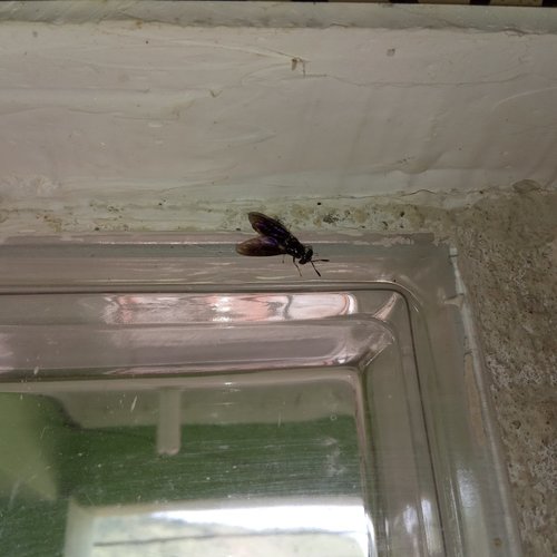 Black Soldier Fly