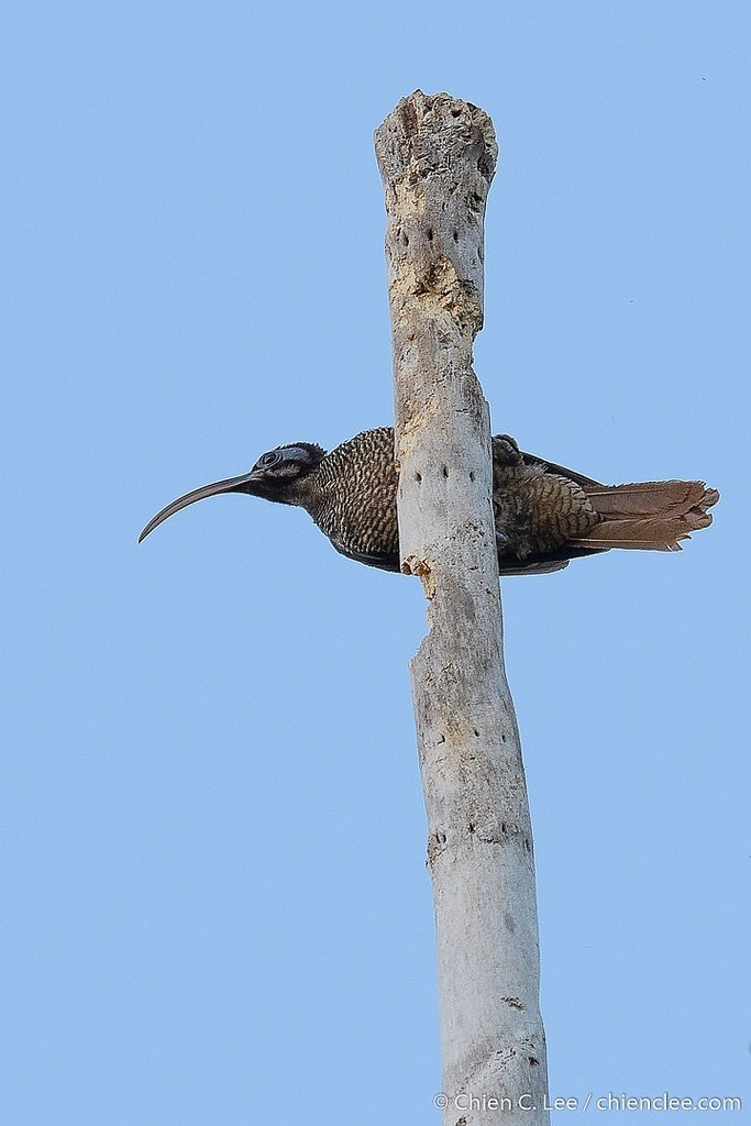 Pale-billed Sicklebill (Drepanornis bruijnii) photo