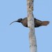 Pale-billed Sicklebill - Photo (c) Chien Lee, all rights reserved, uploaded by Chien Lee