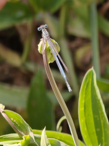 Blue Featherleg
