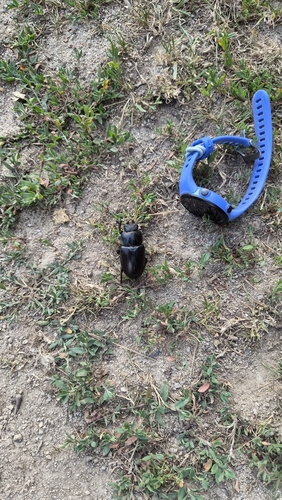 European Stag Beetle