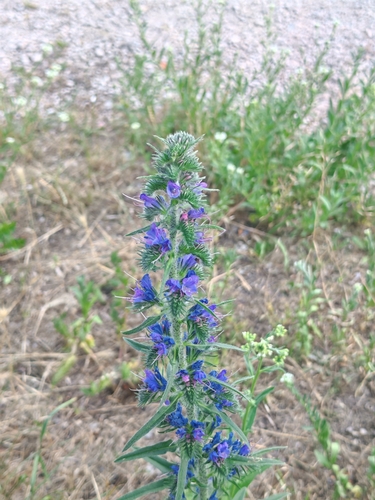 viper's-bugloss
