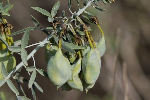 iNaturalist observation photo of Bladderpod