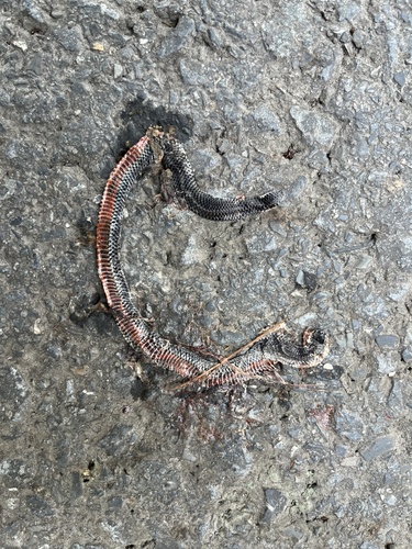 Northern Reed Snake