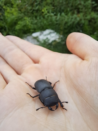 Lesser Stag Beetle