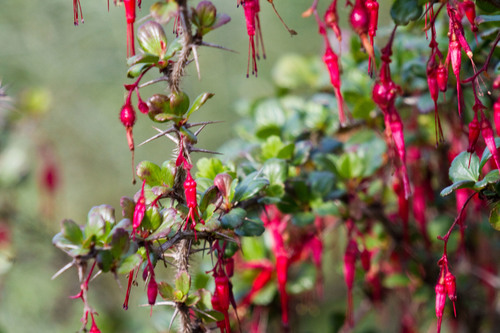 iNaturalist observation photo of Fuchsiaflower Gooseberry