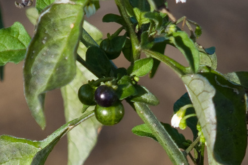 iNaturalist observation photo of nightshades
