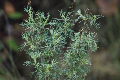 iNaturalist observation photo of California sagebrush