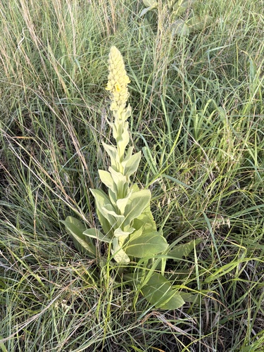 great mullein