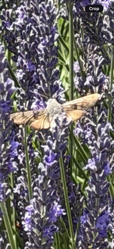 Eurasian Hummingbird Hawkmoth