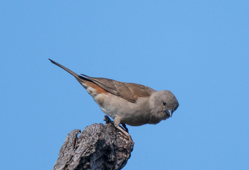 Northern Grey-headed Sparrow
