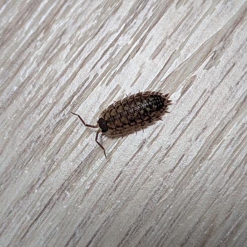 Brickwork Woodlouse