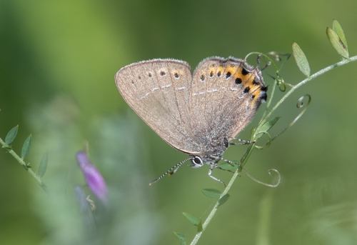 Black Hairstreak