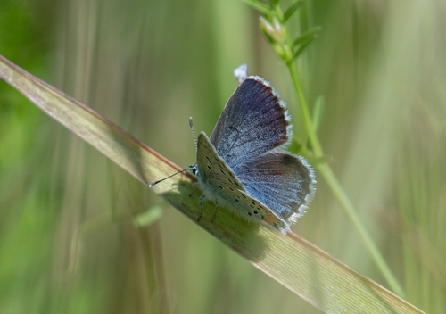 Eastern Baton Blue