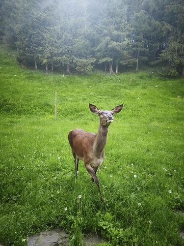 Red Deer