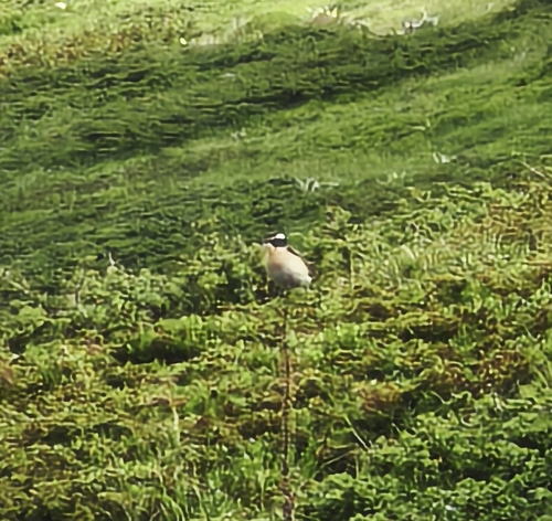 Whinchat