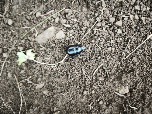 Woodland Dor Beetle