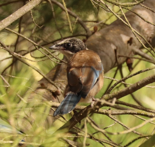 Iberian Magpie