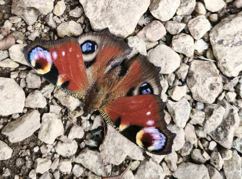 European Peacock Butterfly