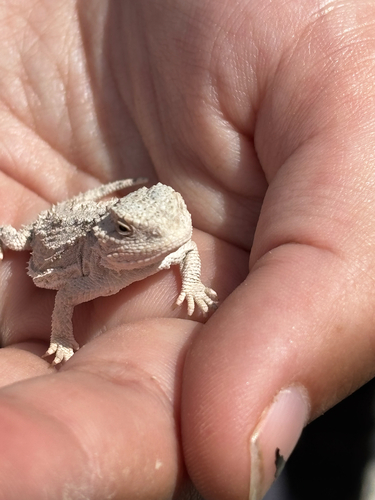 Greater Short-horned Lizard