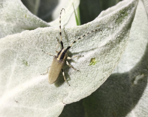 Agapanthia kirbyi