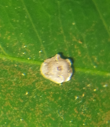 Pink wax scale