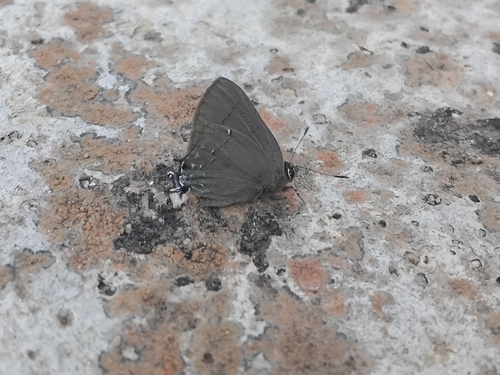 Common Groundstreak