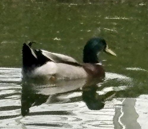 Mallard
