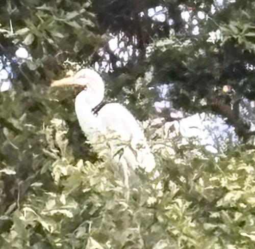 Great Egret