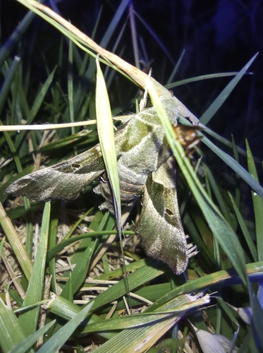 Willowherb Hawkmoth