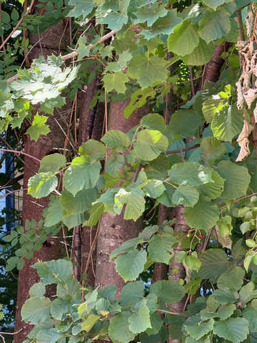common hazel
