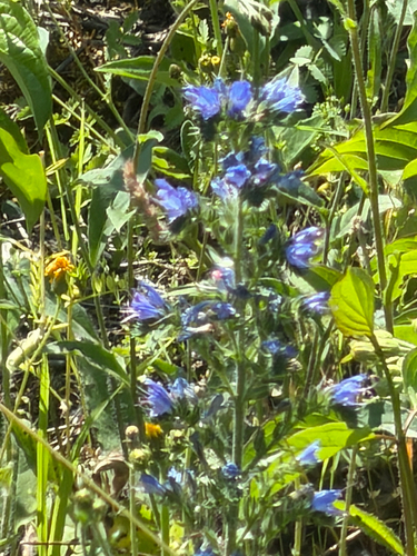 viper's-bugloss